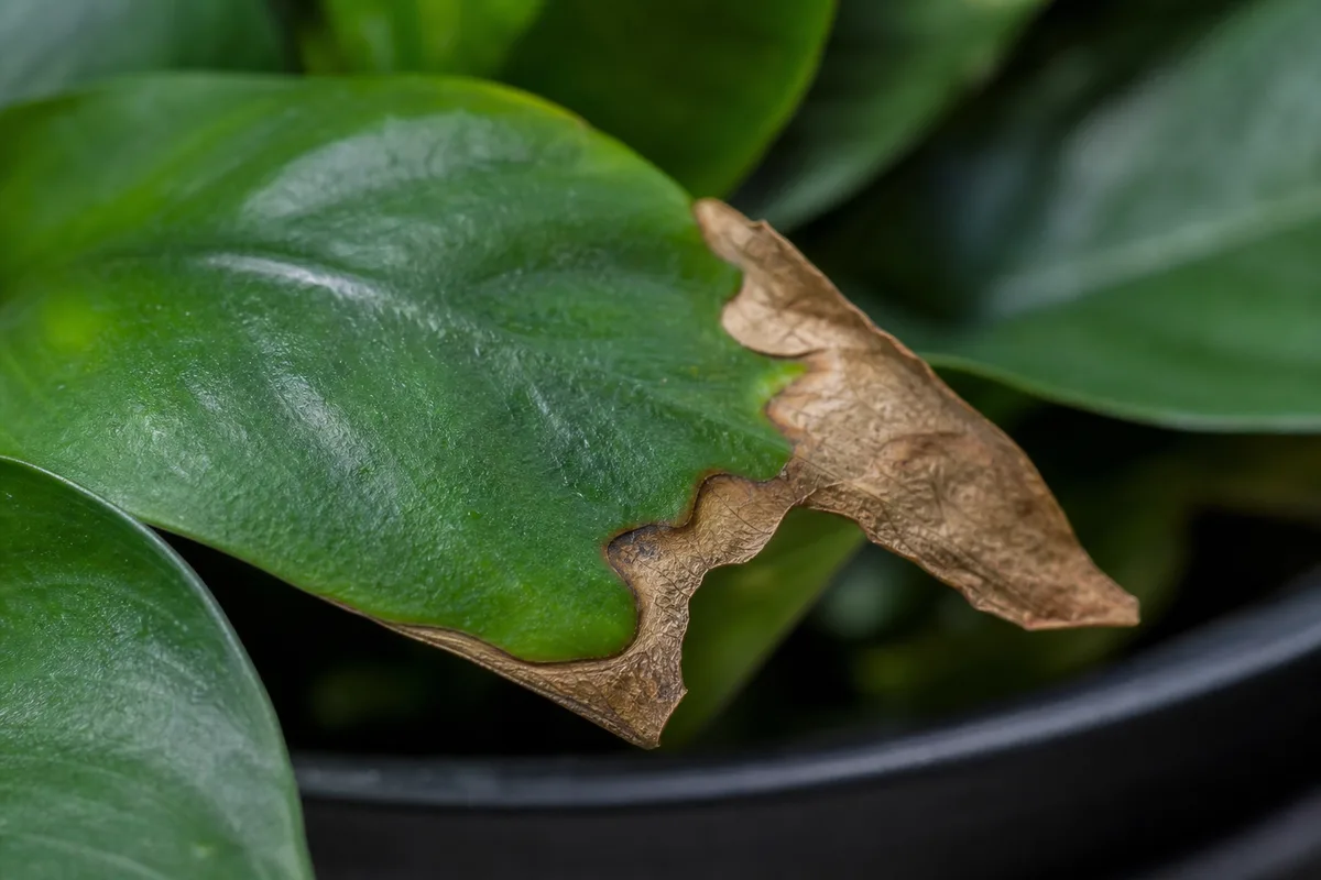Close-up of Low Humidity on Anubias - diagnostic detail