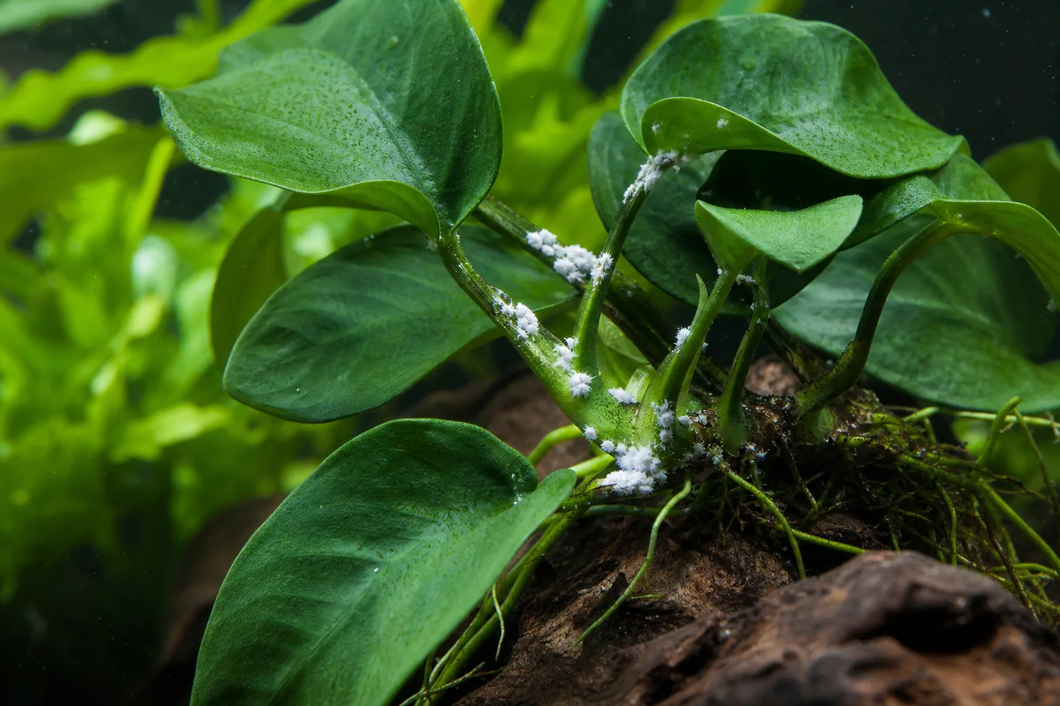 Mealybugs on Anubias - visible symptom on the plant
