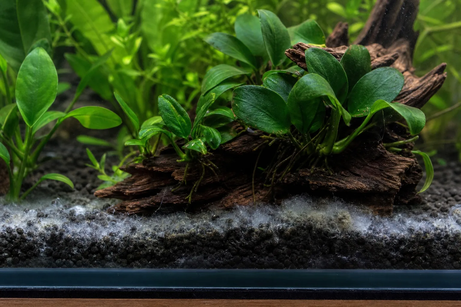Mold on Soil on Anubias - visible symptom on the plant