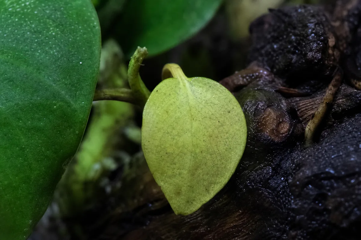 Close-up of Not Enough Light on Anubias - diagnostic detail