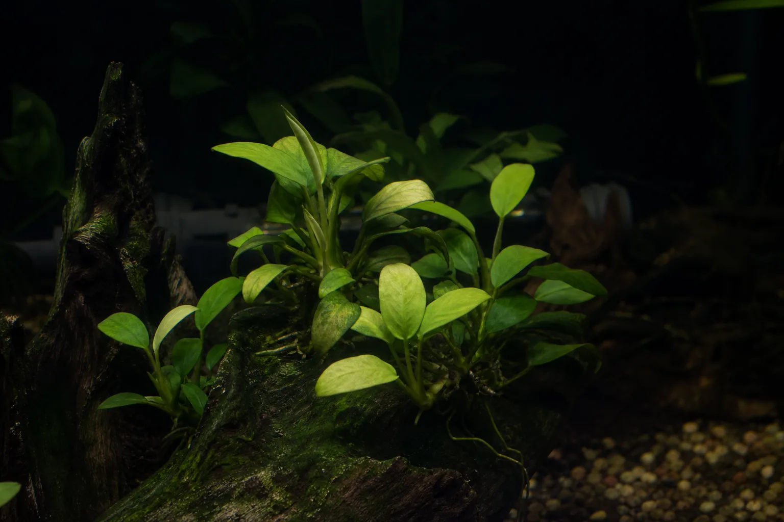 Not Enough Light on Anubias - visible symptom on the plant