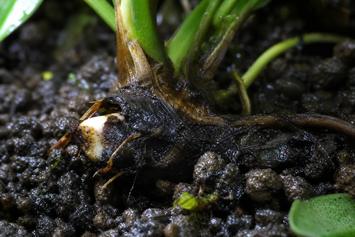 Close-up of Overwatering on Anubias - diagnostic detail