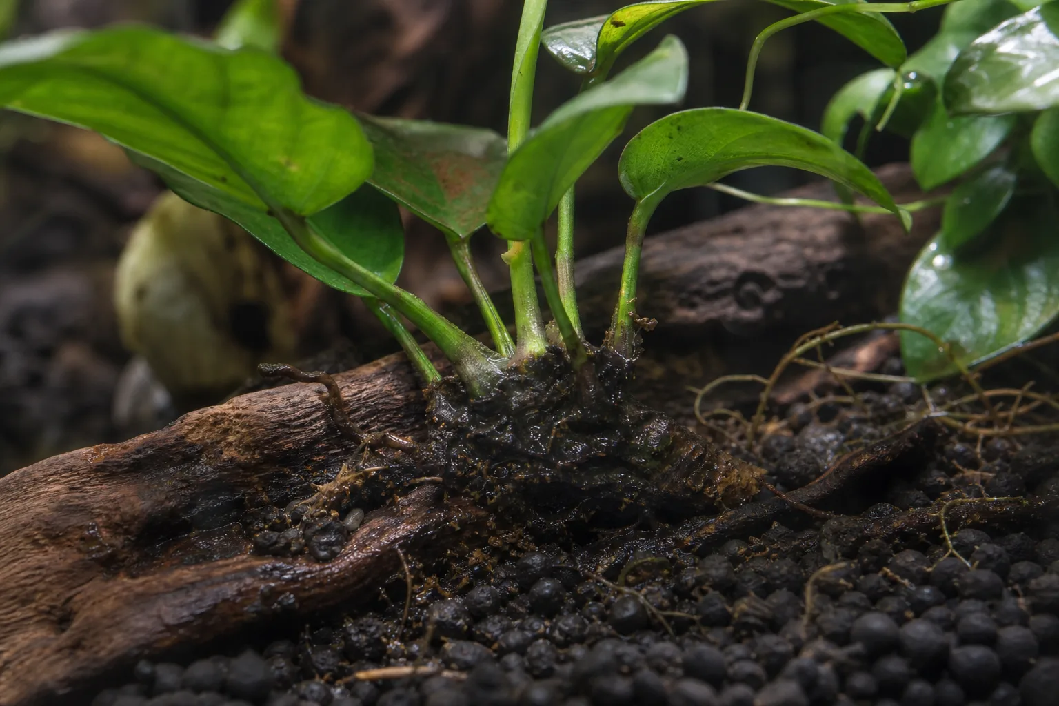 Overwatering on Anubias - visible symptom on the plant