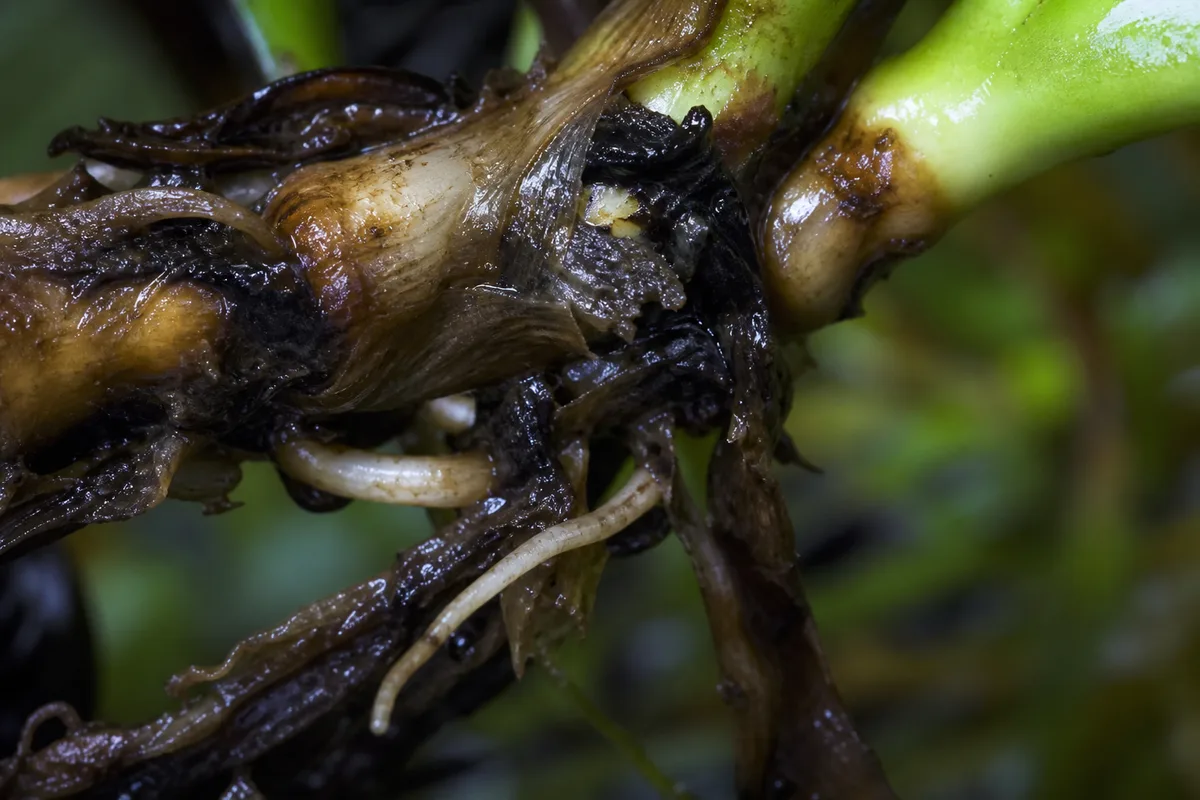 Close-up of Root Rot on Anubias - diagnostic detail