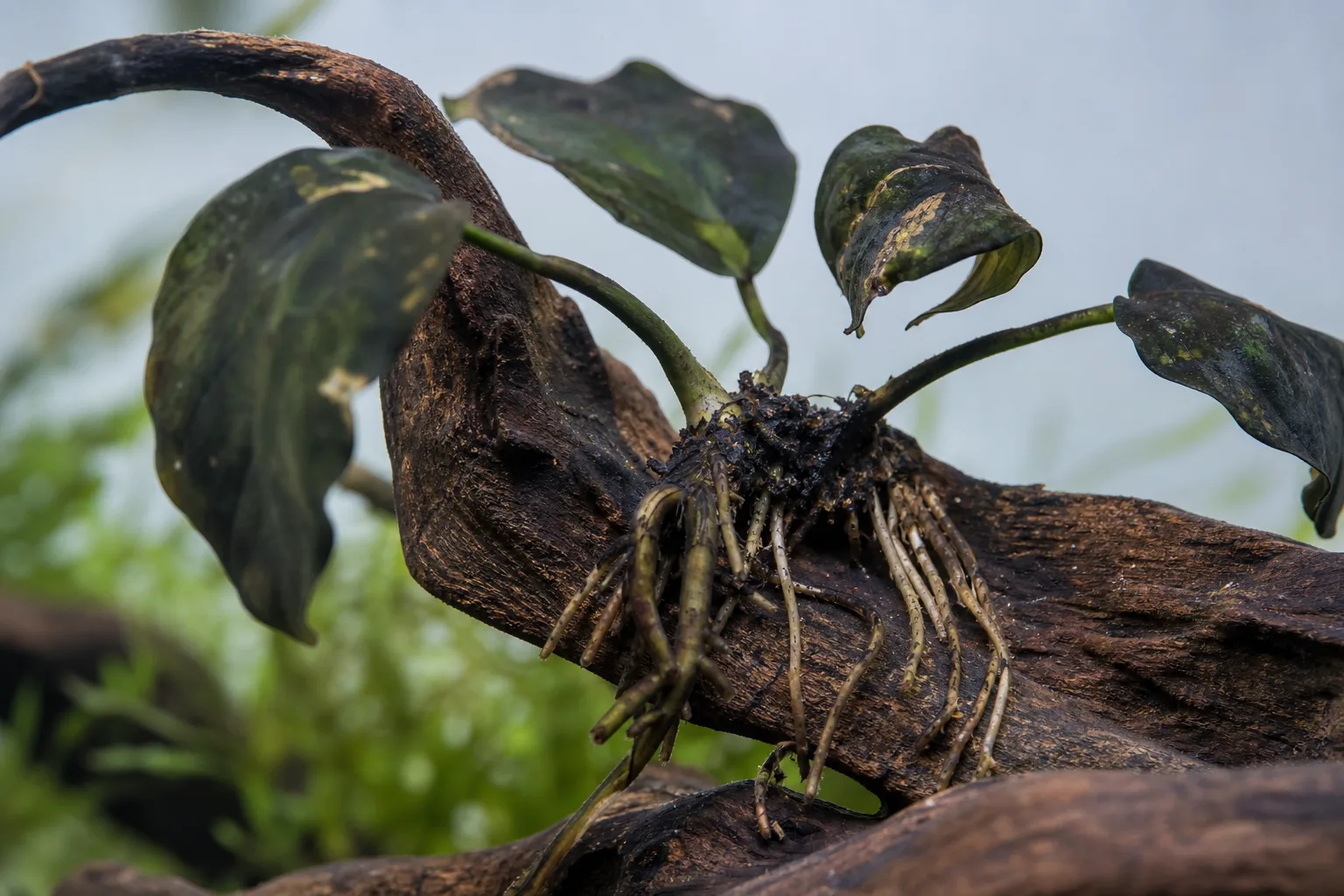 Root Rot on Anubias - visible symptom on the plant