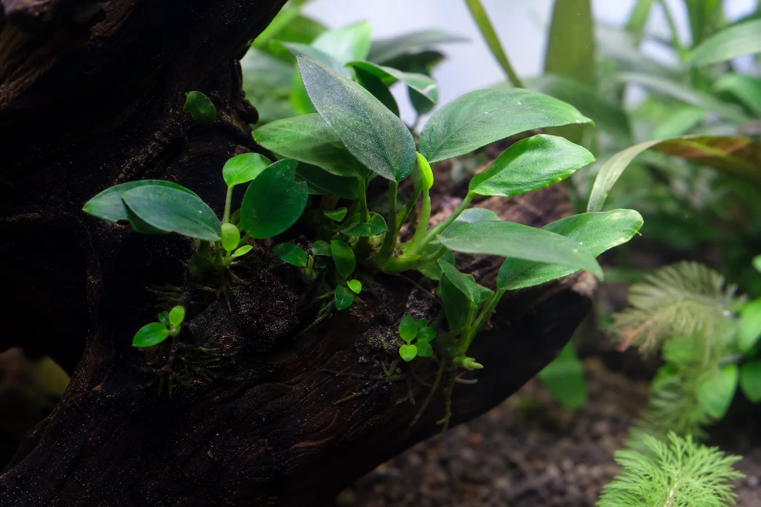Slow Growth on Anubias - visible symptom on the plant