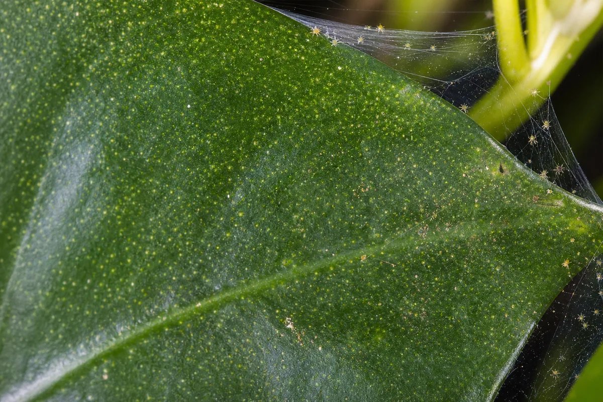 Close-up of Spider Mites on Anubias - diagnostic detail