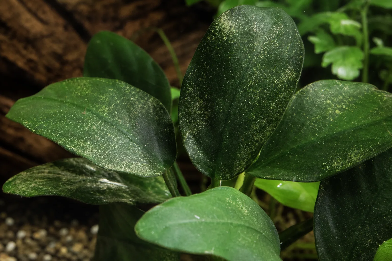 Spider Mites on Anubias - visible symptom on the plant