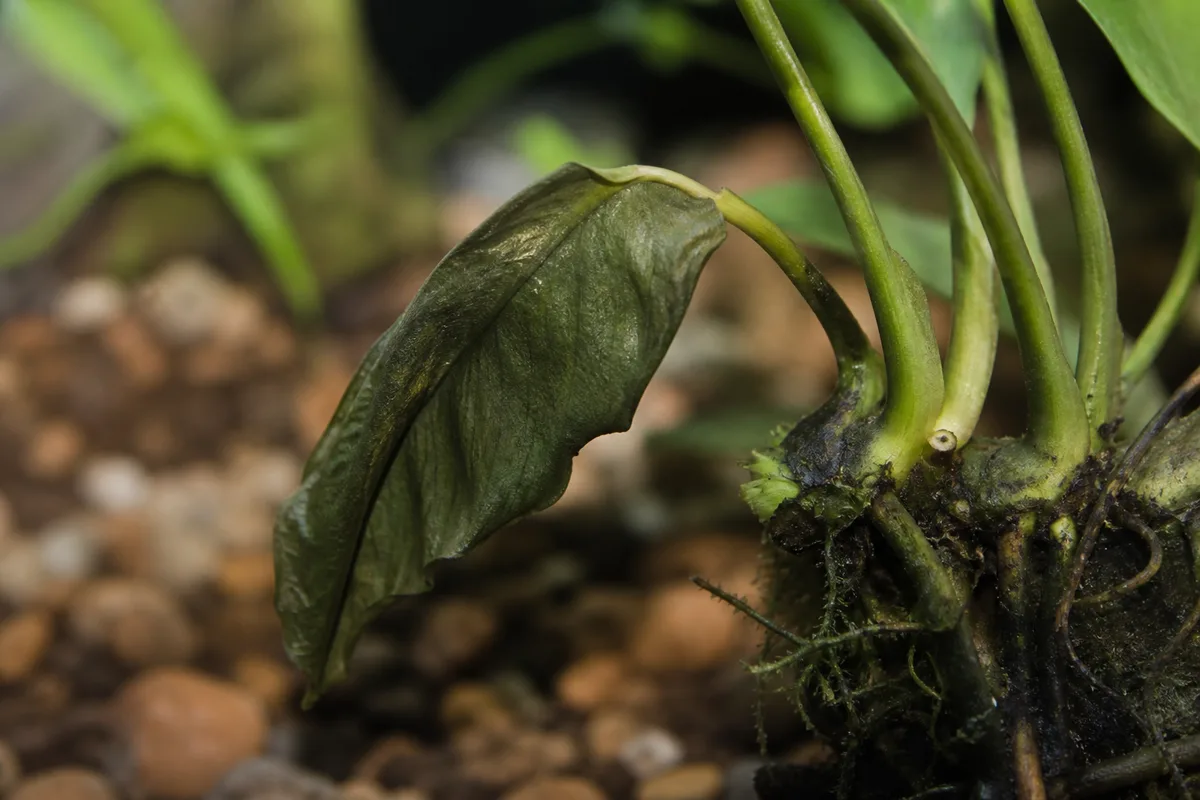 Close-up of Underwatering on Anubias - diagnostic detail