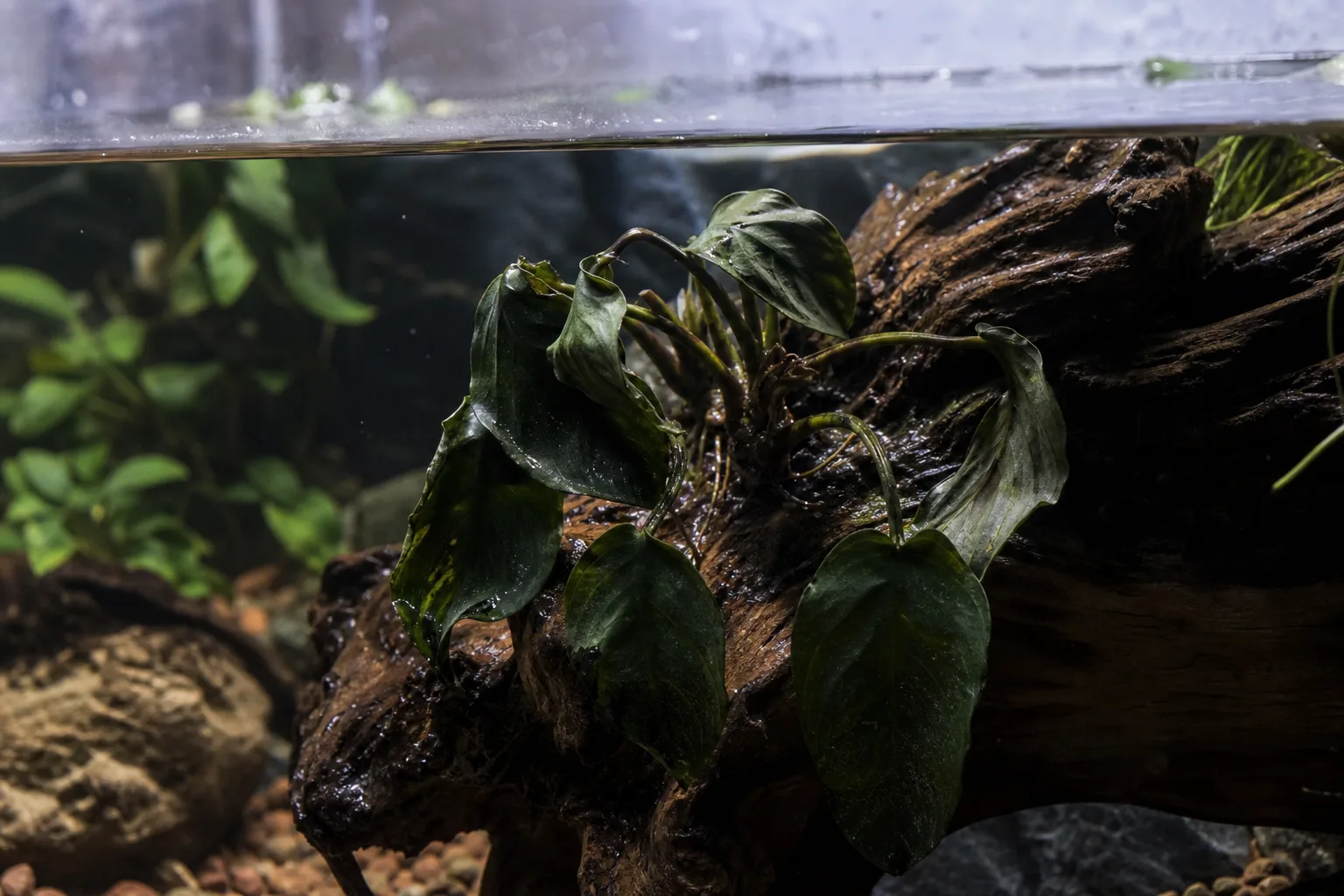 Underwatering on Anubias - visible symptom on the plant