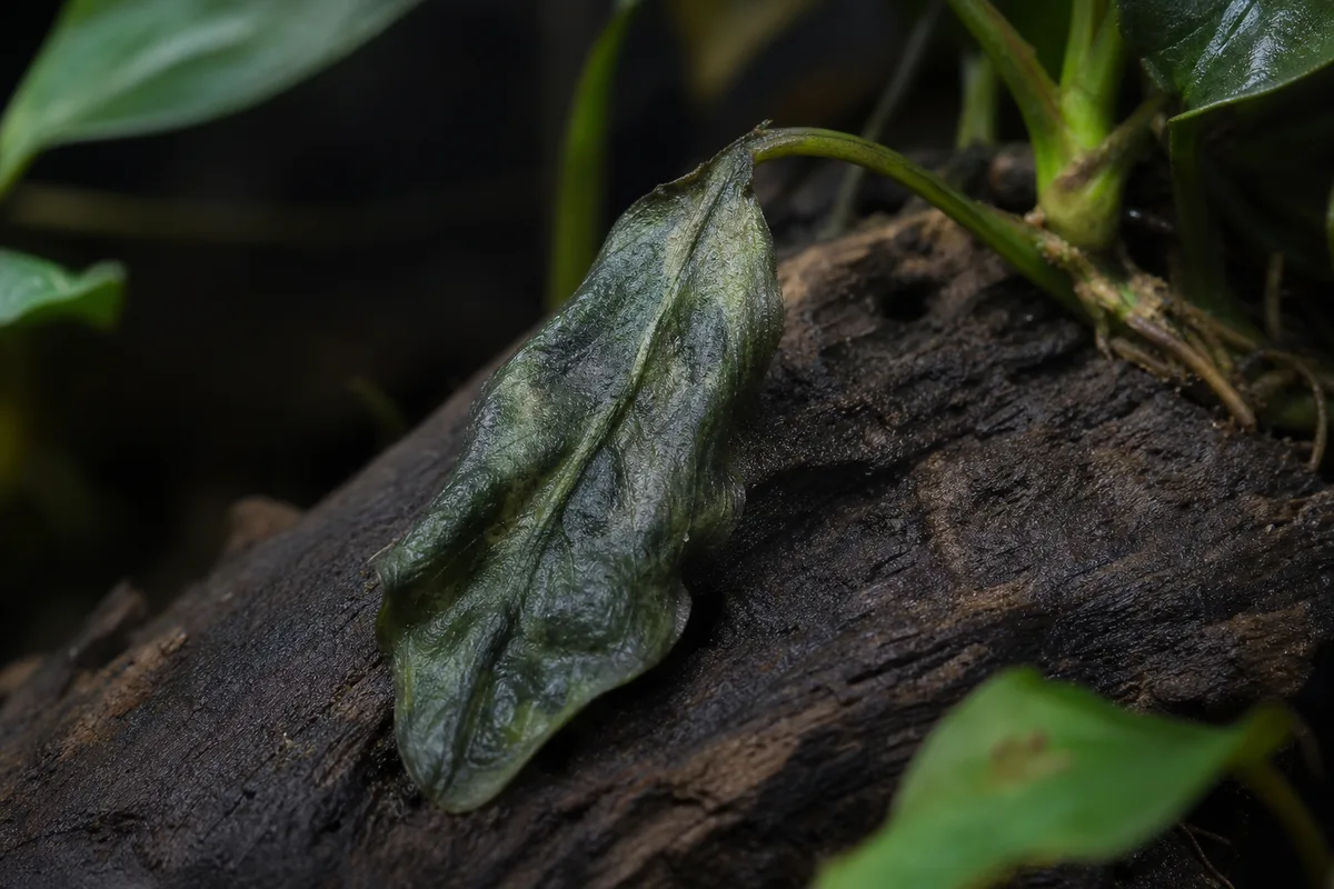 Close-up of Wilting on Anubias - diagnostic detail