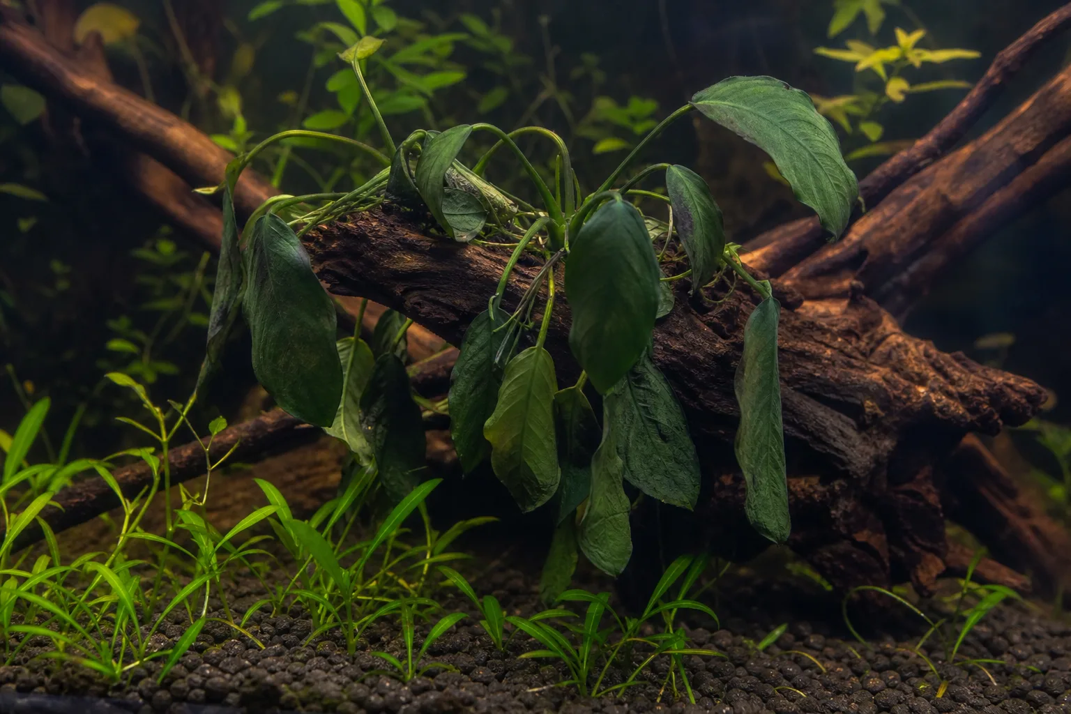 Wilting on Anubias - visible symptom on the plant
