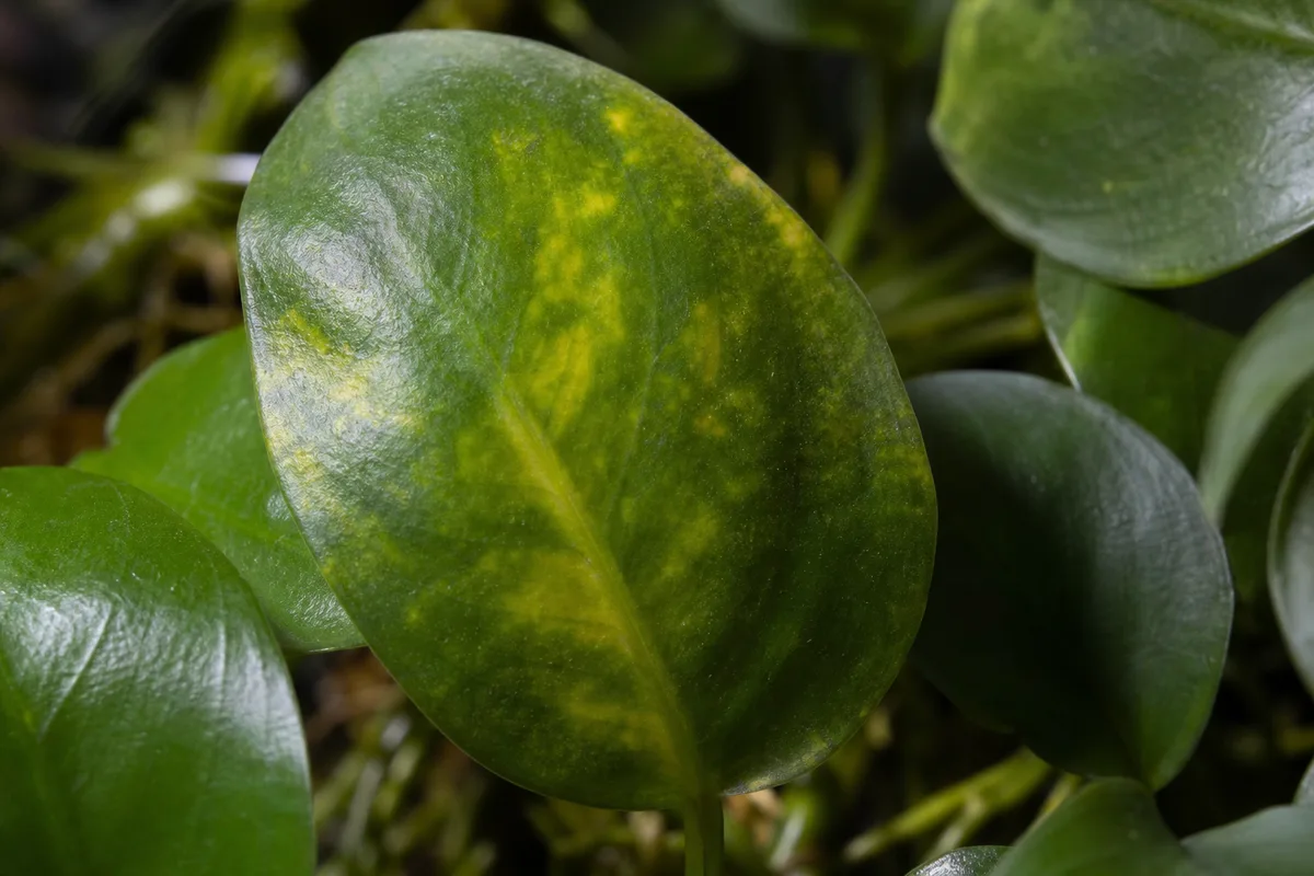 Close-up of Yellow Leaves on Anubias - diagnostic detail