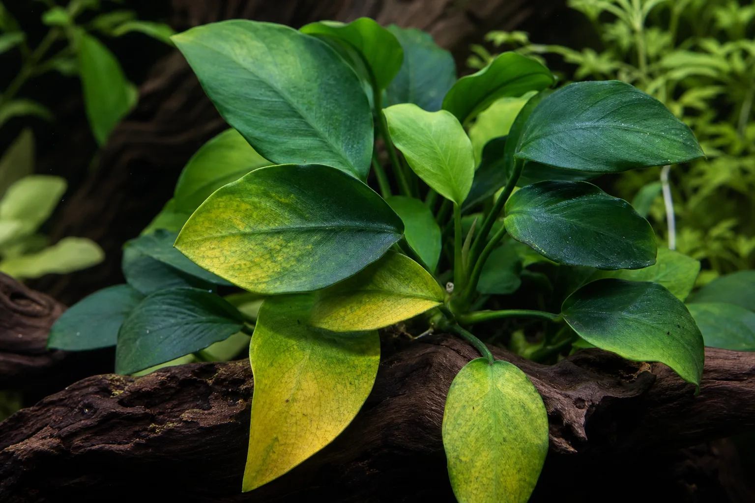 Yellow Leaves on Anubias - visible symptom on the plant