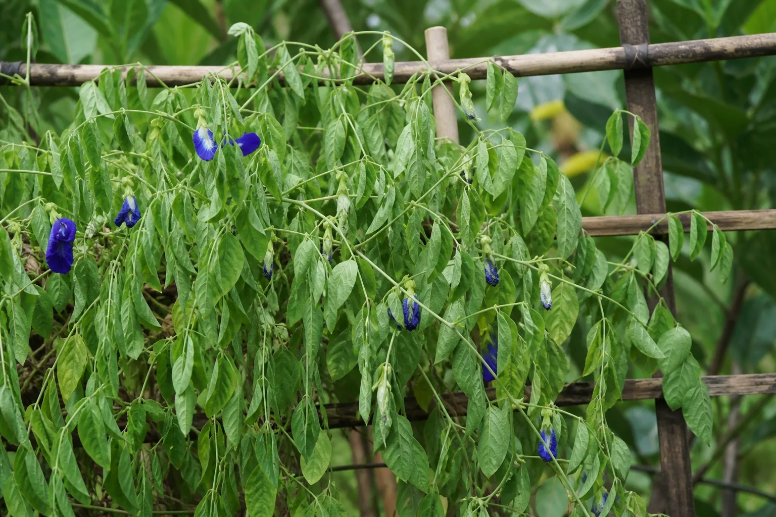 Drooping Leaves on Aparajita - visible symptom on the plant