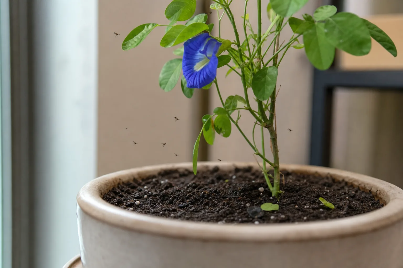 Fungus Gnats on Aparajita - visible symptom on the plant