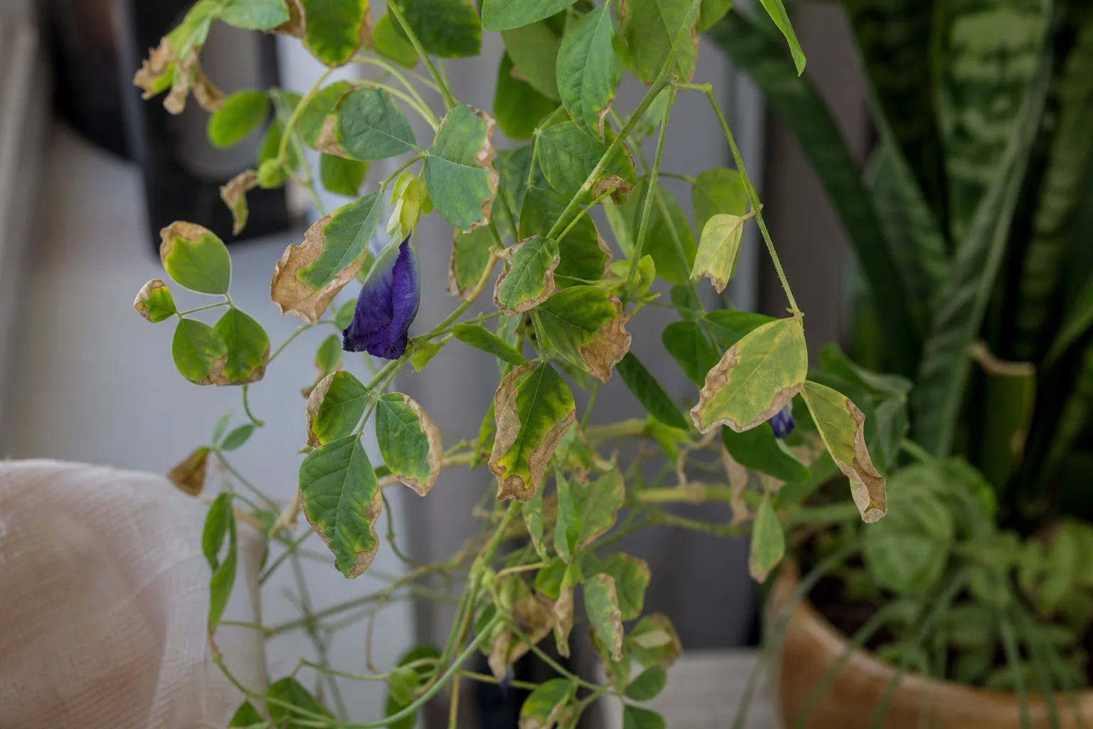 Low Humidity on Aparajita - visible symptom on the plant
