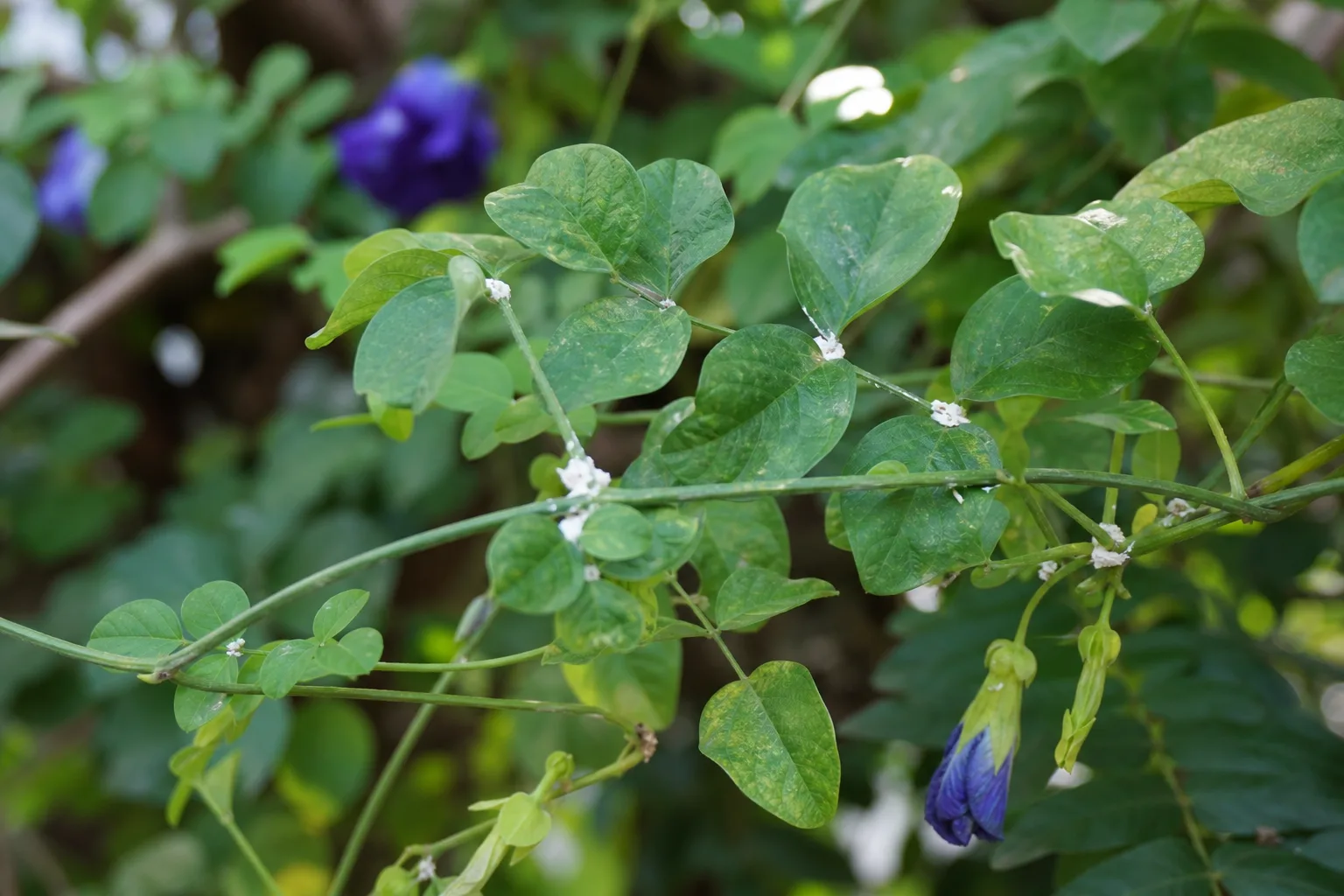 Mealybugs on Aparajita - visible symptom on the plant