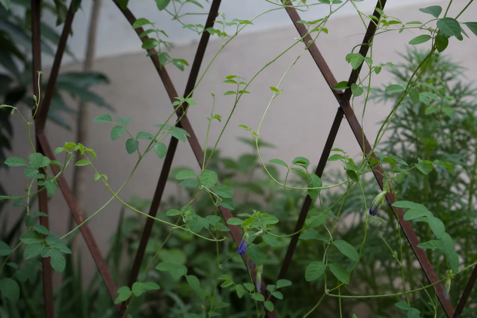 Not Enough Light on Aparajita - visible symptom on the plant