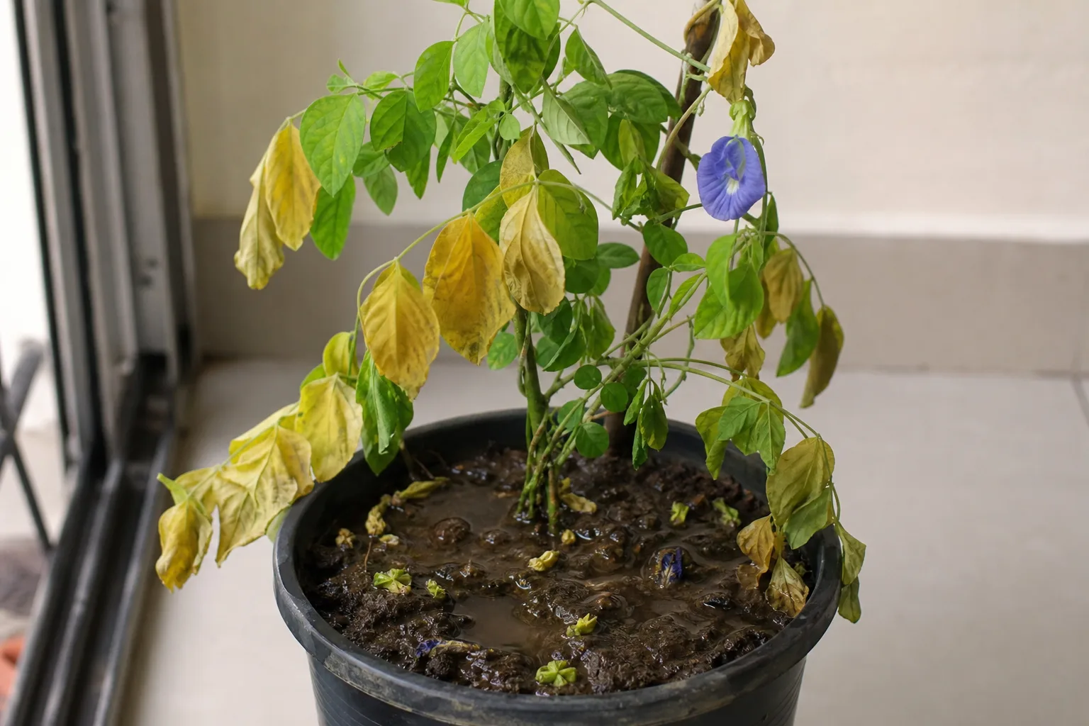 Overwatering on Aparajita - visible symptom on the plant