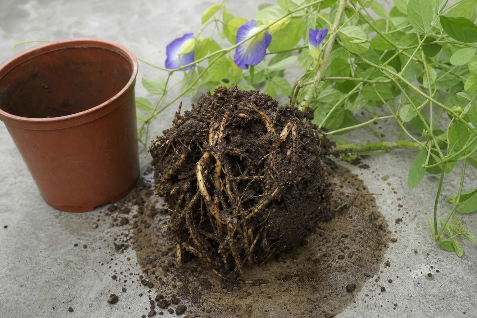 Root Rot on Aparajita - visible symptom on the plant