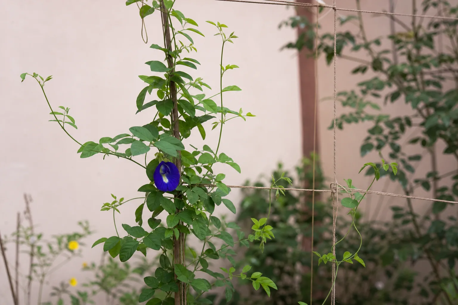 Slow Growth on Aparajita - visible symptom on the plant