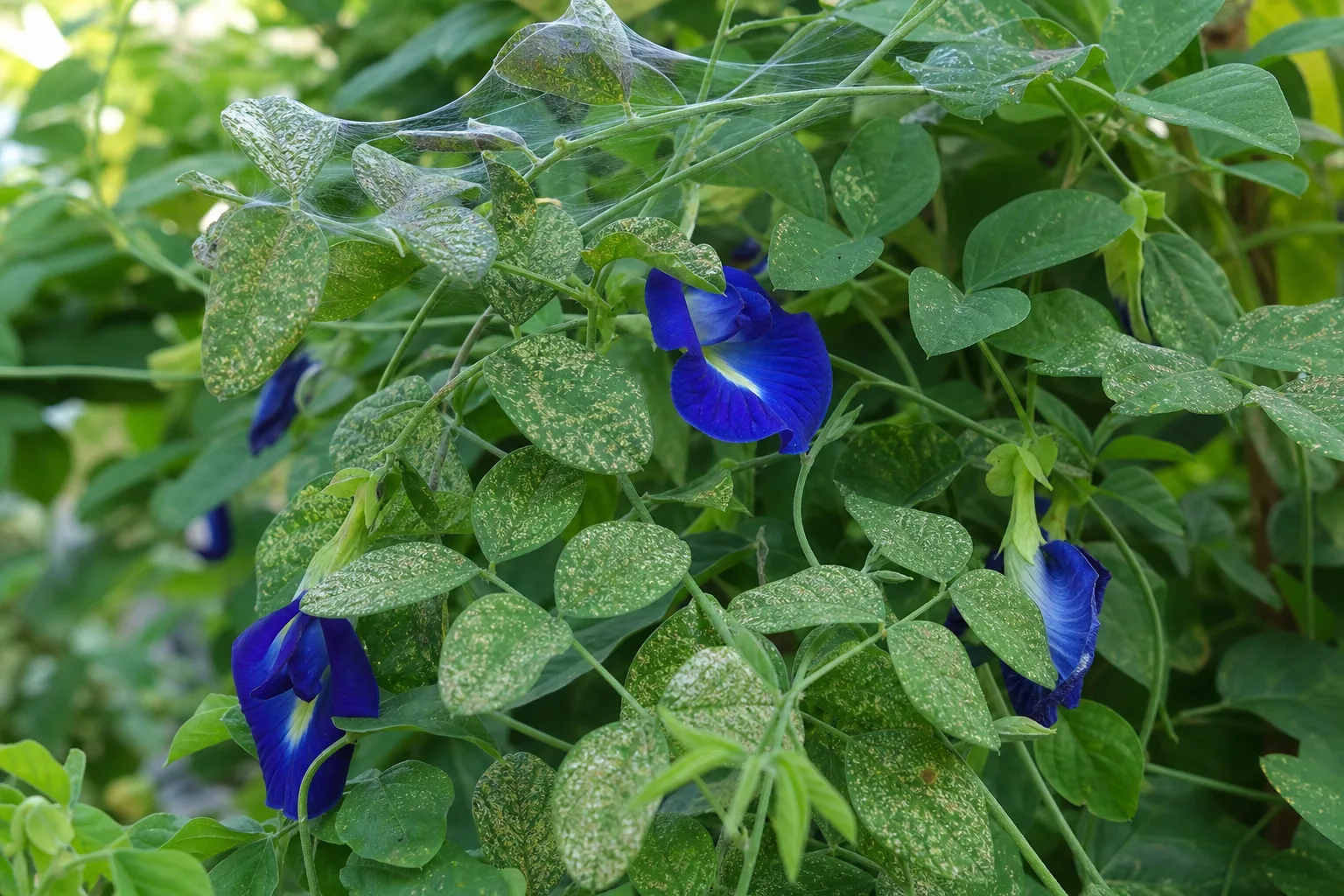 Spider Mites on Aparajita - visible symptom on the plant