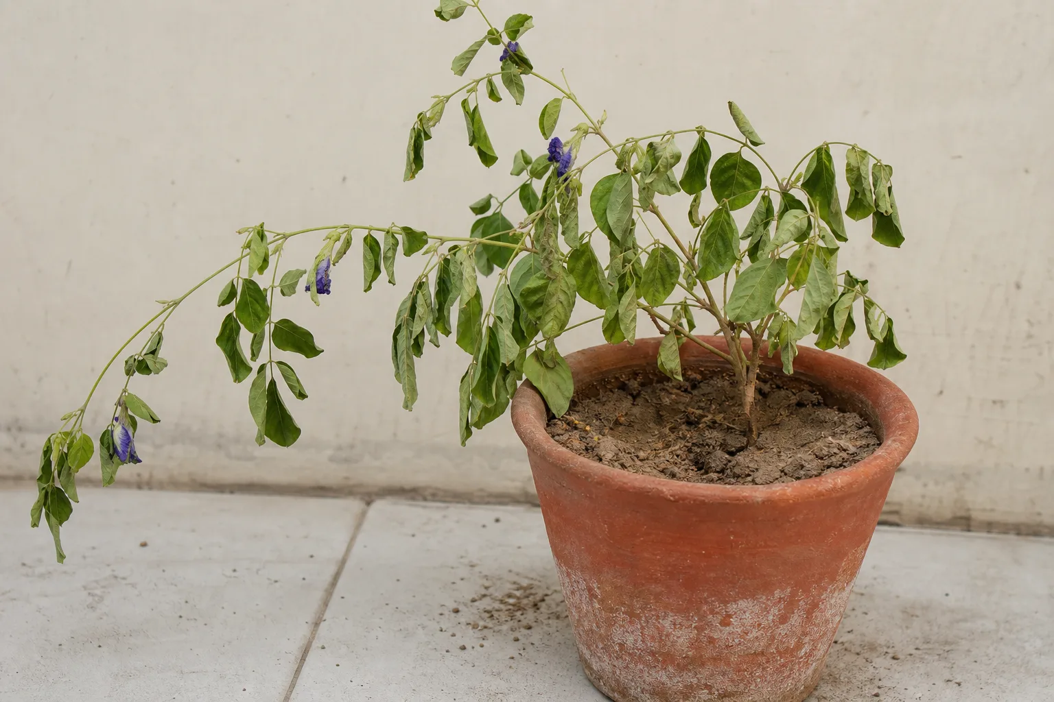 Underwatering on Aparajita - visible symptom on the plant