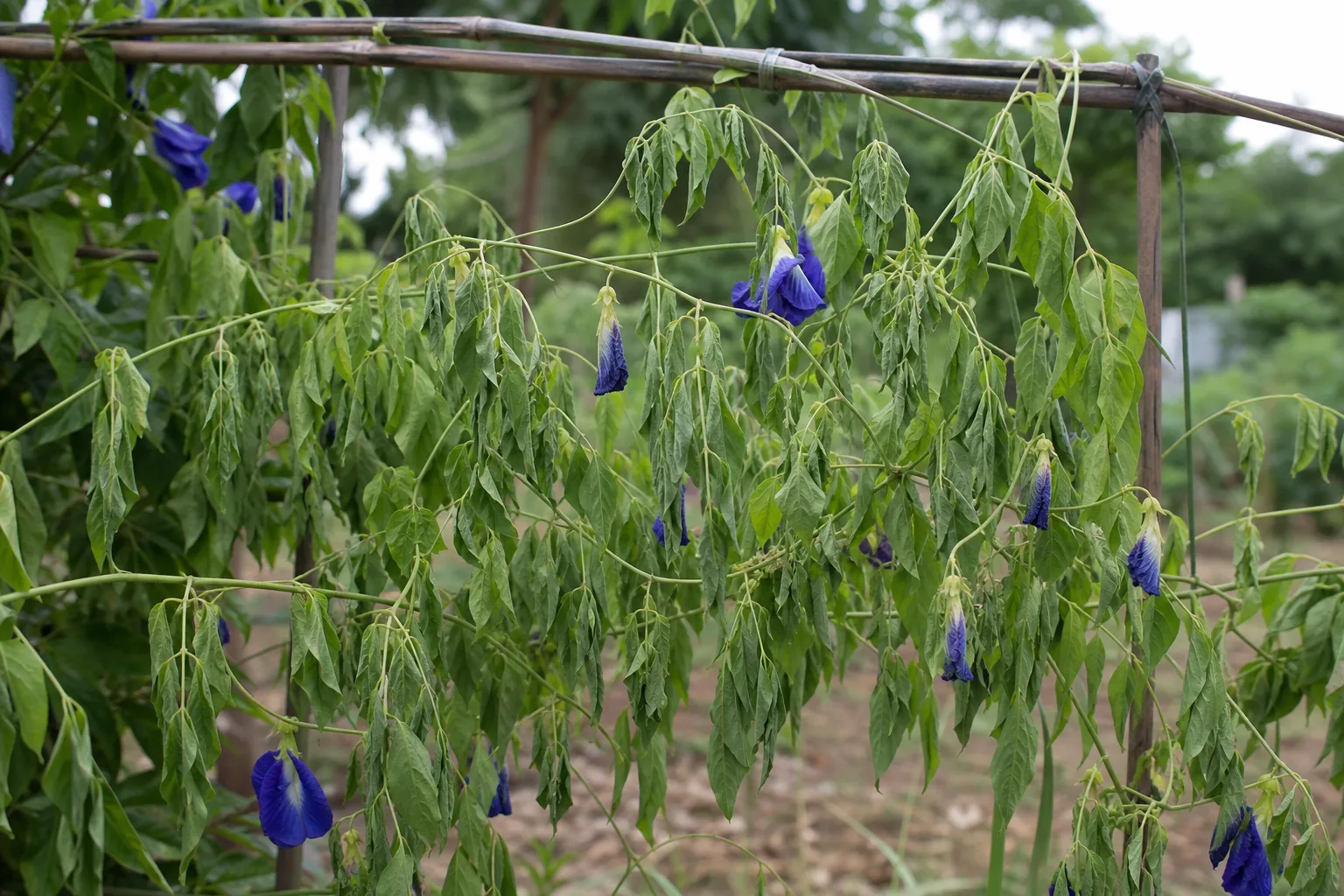 Wilting on Aparajita - visible symptom on the plant