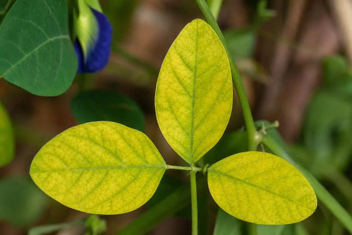 Close-up of Yellow Leaves on Aparajita - diagnostic detail
