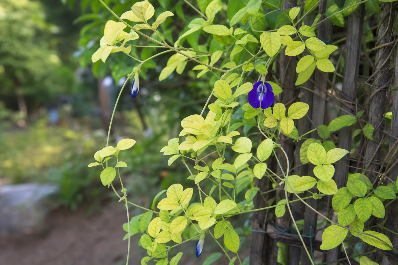 Yellow Leaves on Aparajita - visible symptom on the plant