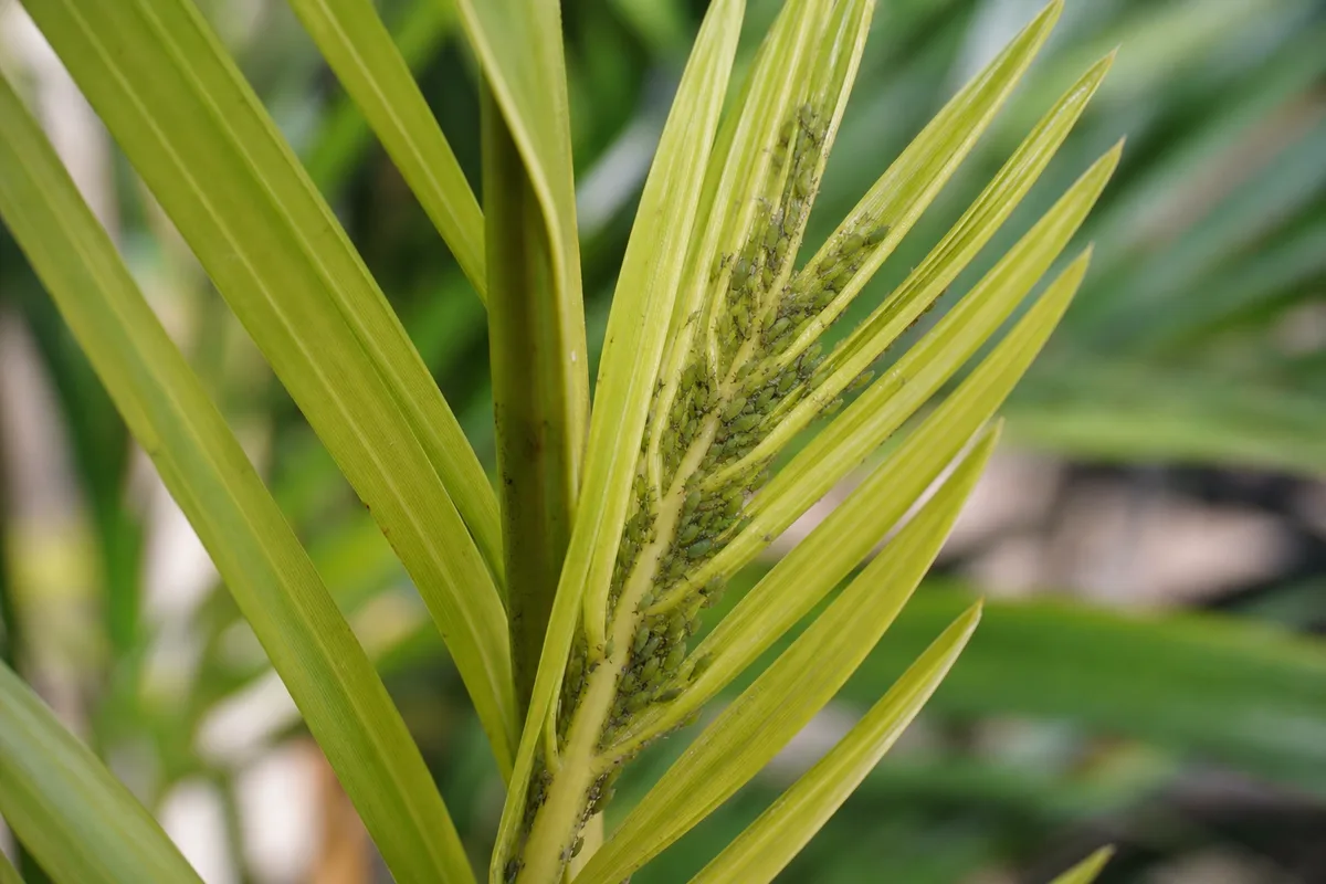 Close-up of Aphids on Areca Palm - diagnostic detail