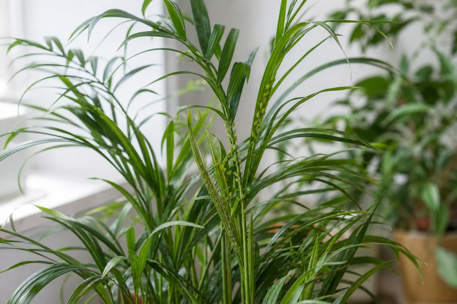 Aphids on Areca Palm - visible symptom on the plant
