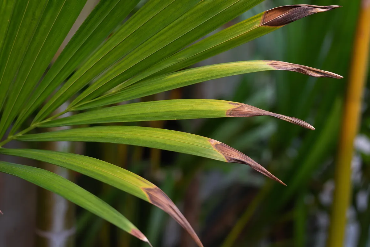 Close-up of Brown Tips on Areca Palm - diagnostic detail