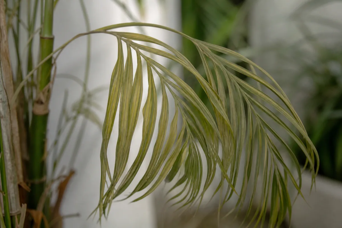 Close-up of Drooping Leaves on Areca Palm - diagnostic detail