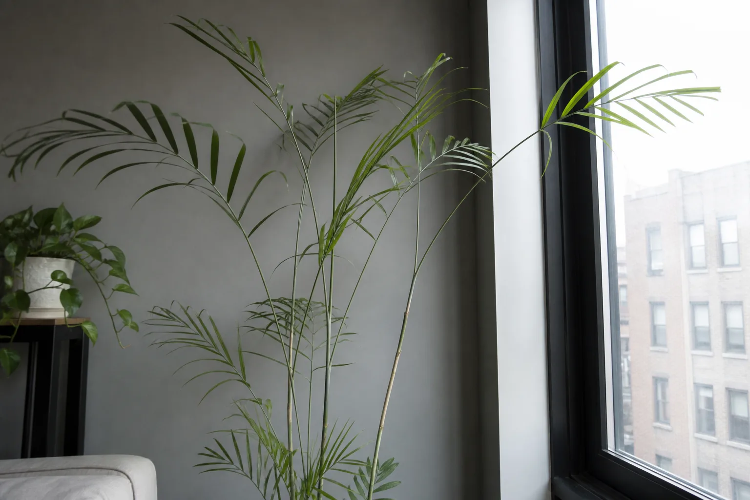 Leggy Growth on Areca Palm - visible symptom on the plant