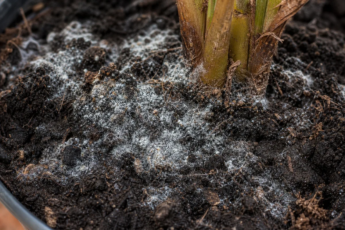 Close-up of Mold on Soil on Areca Palm - diagnostic detail