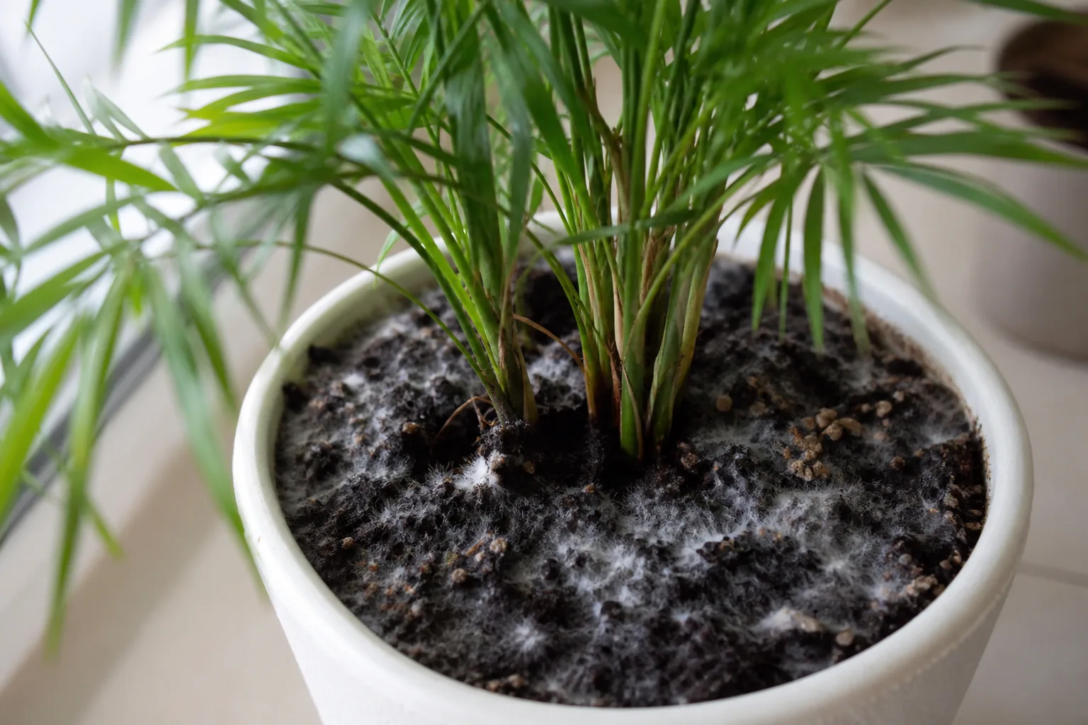 Mold on Soil on Areca Palm - visible symptom on the plant