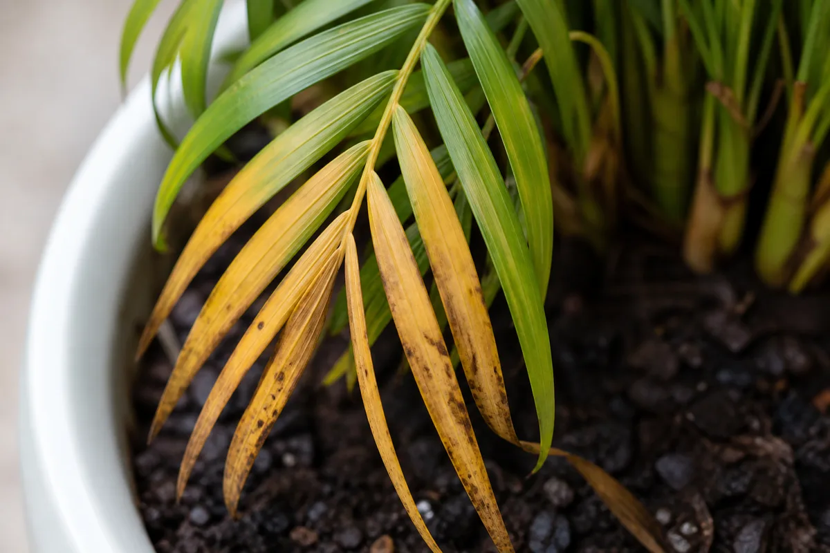 Close-up of Overwatering on Areca Palm - diagnostic detail