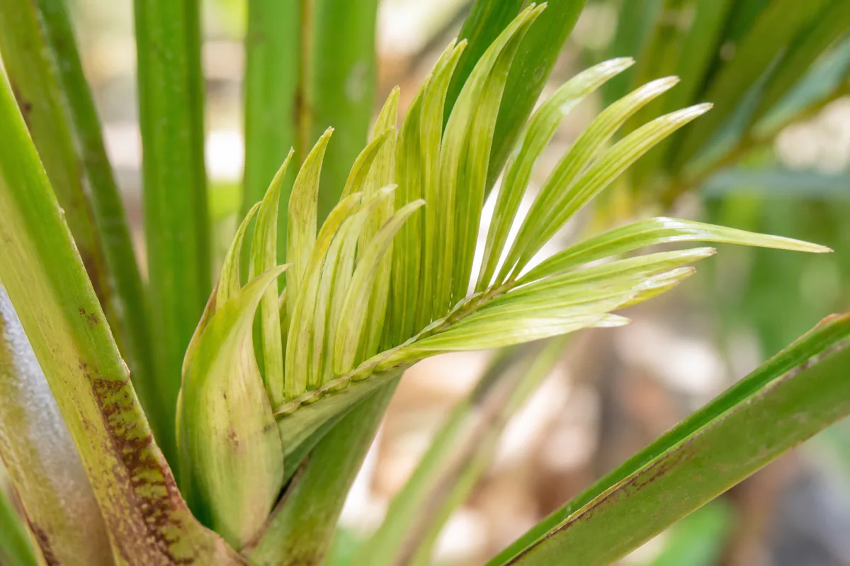 Close-up of Slow Growth on Areca Palm - diagnostic detail