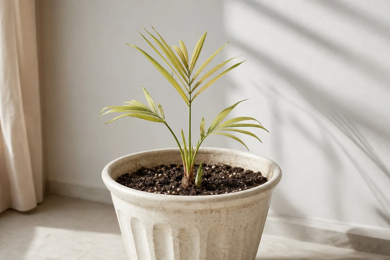 Slow Growth on Areca Palm - visible symptom on the plant