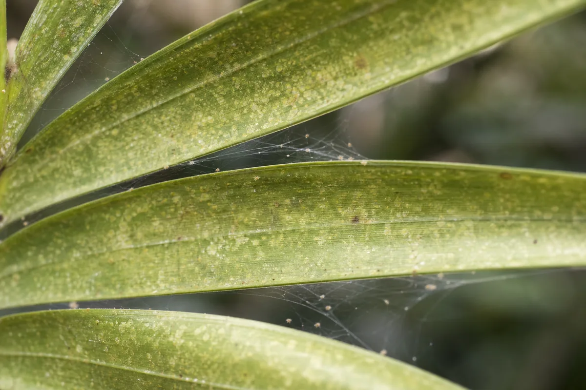 Close-up of Spider Mites on Areca Palm - diagnostic detail