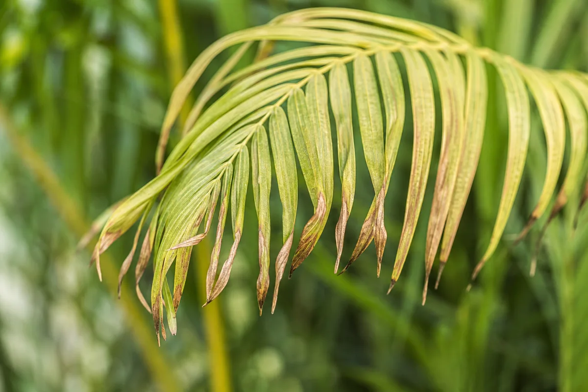 Close-up of Wilting on Areca Palm - diagnostic detail