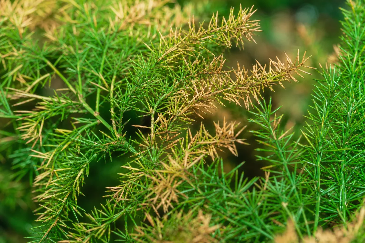 Close-up of Brown Tips on Asparagus Fern - diagnostic detail