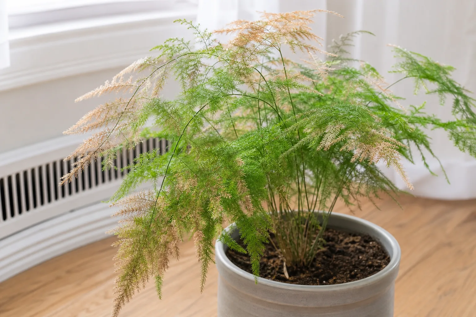 Low Humidity on Asparagus Fern - visible symptom on the plant