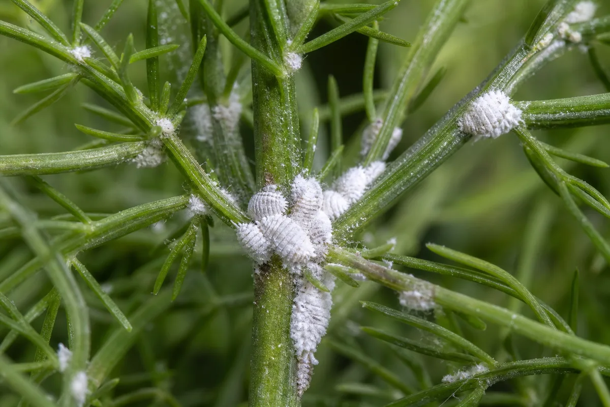 Close-up of Mealybugs on Asparagus Fern - diagnostic detail