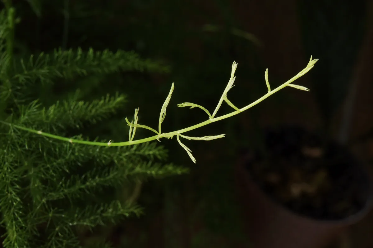 Close-up of Not Enough Light on Asparagus Fern - diagnostic detail