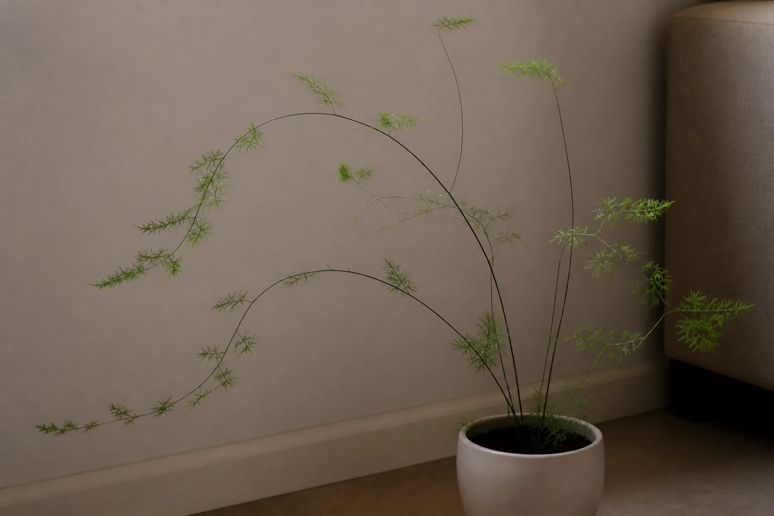 Not Enough Light on Asparagus Fern - visible symptom on the plant