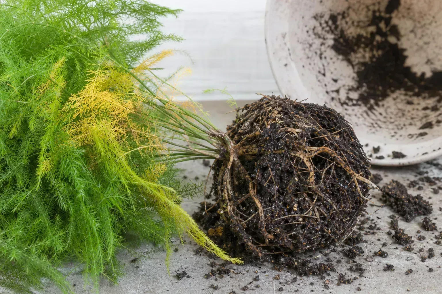 Root Rot on Asparagus Fern - visible symptom on the plant