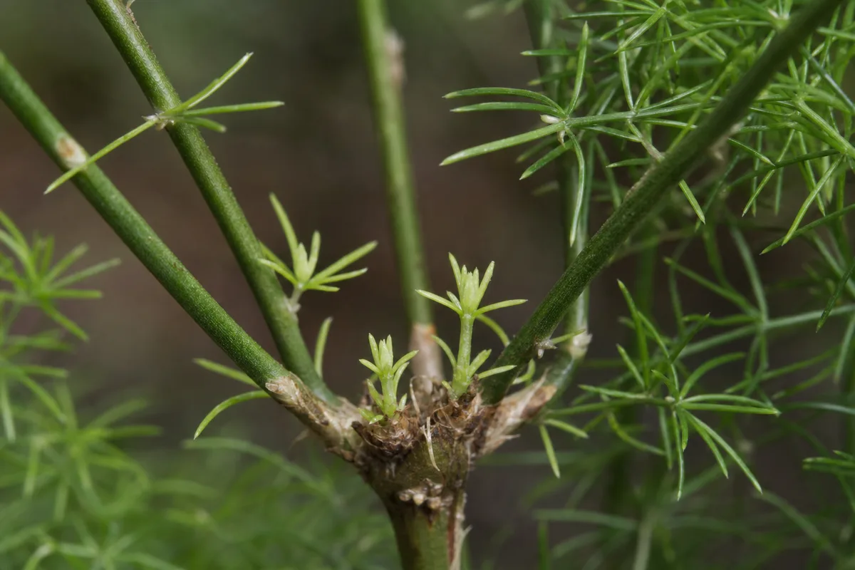 Close-up of Slow Growth on Asparagus Fern - diagnostic detail